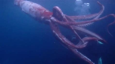 WATCH: Divers record rare sea creature video off the coast of Japan ...