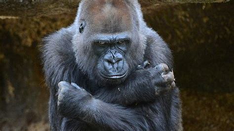 Kids terrified, crying as they witnessed gorilla under attack at # ...