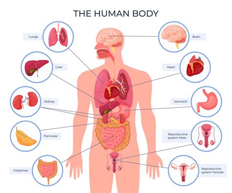 The Human Body Internal Organs Science Home School Learning Educational ...