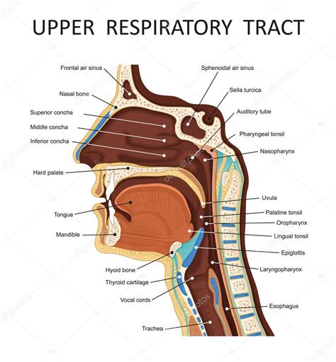 Tracto respiratorio superior. Anatom a: nariz, garganta, boca, sistema ...