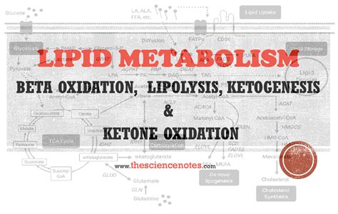 Lipid Metabolism: Beta Oxidation, Lipolysis, Ketogenesis & Ketone Oxidation