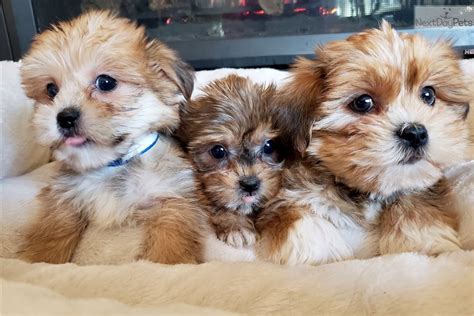 Shorkie puppy for sale near Madison, Wisconsin. | 6b2d3f98-5a41