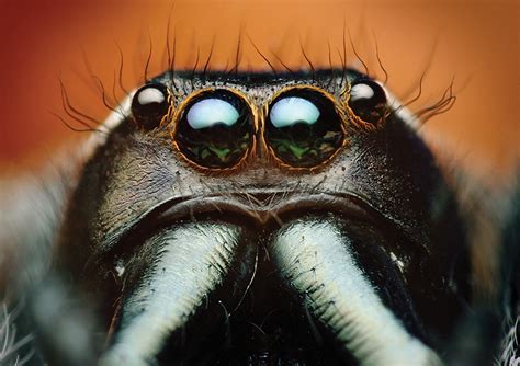 Images Jumping spider Spiders Eyes Bagheera kiplingi Macro