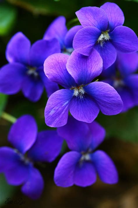 dna Flower: Amazing Violet Flower Inspirations