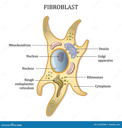 Fibroblast Cell Structure. Connective Tissue Cell. Vector Illustration ...