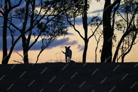 Premium Photo | Silhouette of a dog running through a park at sunset