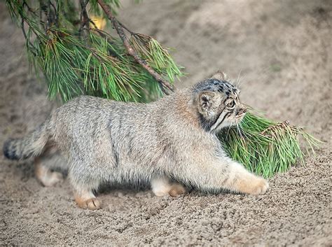 What Animals Live In Tibet? - WorldAtlas