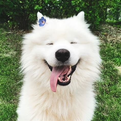 21 Incredible Pics with Samoyed Dogs Which Will Make You Smile! – Page ...