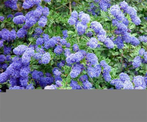 Ceanothus 'Puget Blue' | Farmyard Nurseries