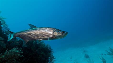 Tarpon Fishing Season: How to Target Tarpon in Tampa Bay (3 Tips)