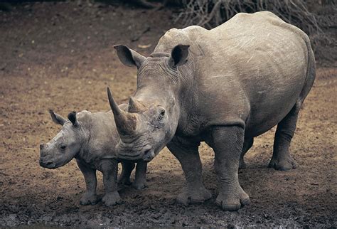 White rhinoceros | mammal | Britannica