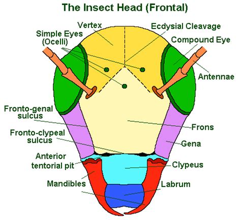 Anatomy of a Cricket - Cri-Kee the Cricket