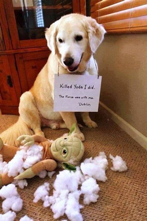 Most Guilty Dogs Of 2015 (hillarious Pictures) - Pets - Nigeria