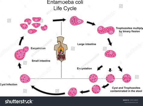 Entamoeba Colimedical Parasitologyparasitic Microscope Stock Vector ...