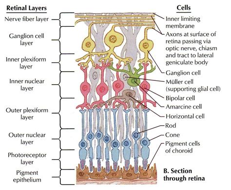 Image result for 10 layers of the optic part of the retina | Teaching ...