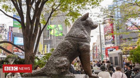 Hachiko: a história do cão 'mais fiel do mundo', que faria 100 anos ...