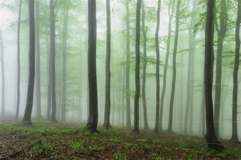 Misty Forest - Stock Photos | Motion Array