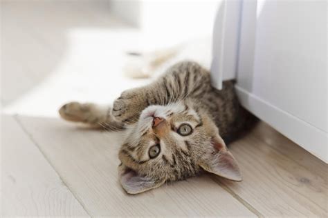 How To Remove Cat Urine Odor from Wood Floors