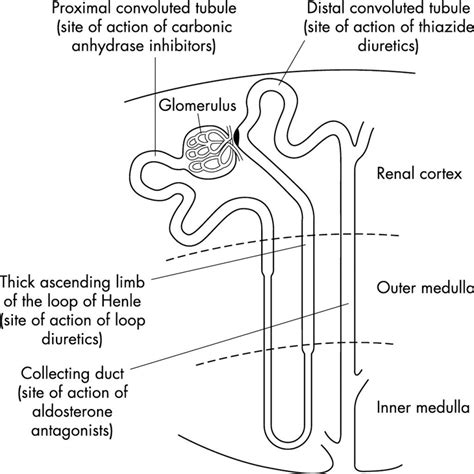 Diagram Of Nephron - Riset