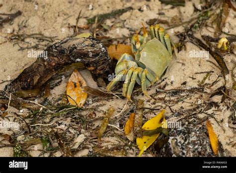 Live in burrows in the sand hi-res stock photography and images - Alamy