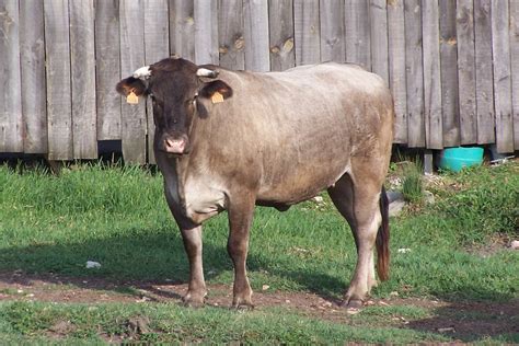 American Brown Swiss - Cow Breeds : 51 pics