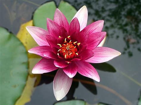 National Flower of India: Lotus Facts, Importance & Significance - AvaniGo