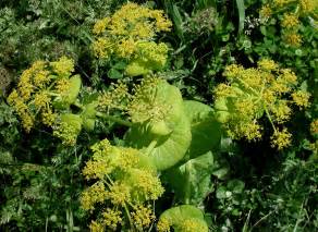 Flower Gallery :: Apiaceae :: AAAA9837