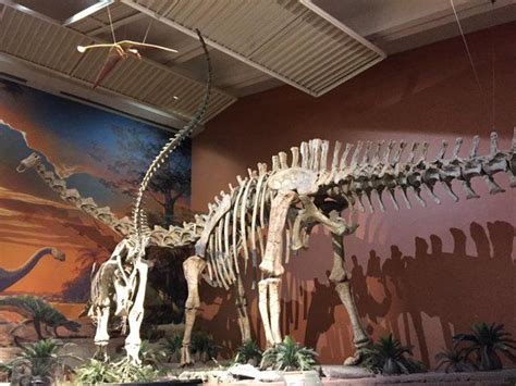 Seismosaurus au Museum of Natural History and Sciences. | Walt disney ...