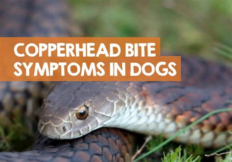 Symptoms of Copperhead Bites in Dogs: How to Tell & Know