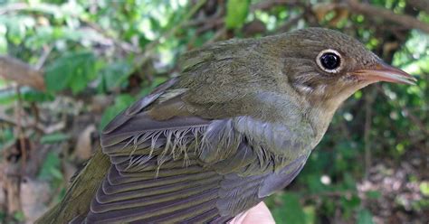 BSBO Bird Bander's Blog: Fall Passerine Migration Commences in the Lake ...