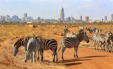 Nairobi National Park Half-Day Tour | Nairobi National Park Day Tour ...