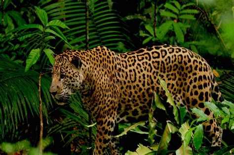 Jaguar tambopata amazon - Amazonas Explorer