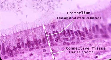 Histology at SIU