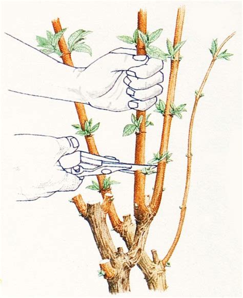 How to prune and shape Buddleia (Butterfly Bush) | Butterfly bush ...