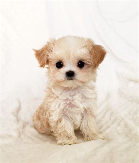 Tiny Teacup Maltipoo Malti-poo Puppy for sale california | iHeartTeacups