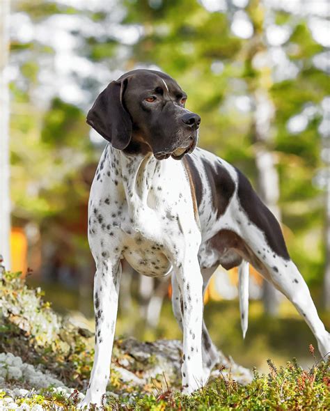 Hunting Dog Breeds - Find The Perfect Hunting Dog For Your Family