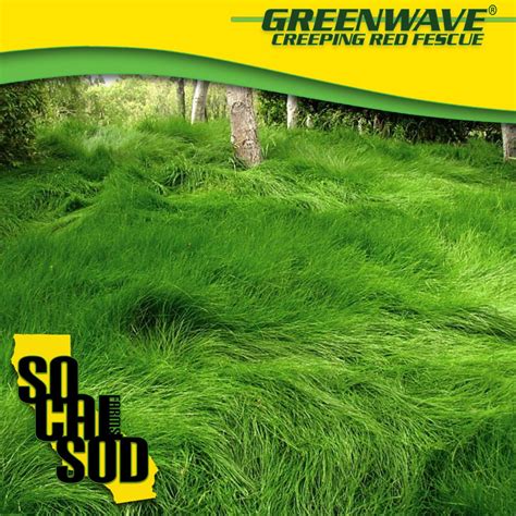 SO CAL SOD FARMS 562-682-9323 — GREENWAVE® - CREEPING RED FESCUE