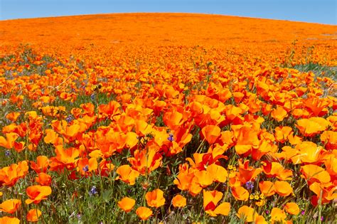 Don’t count on a poppy superbloom in Antelope Valley this spring ...