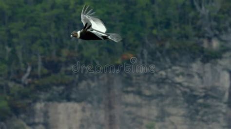 Andean Condor Nest in Forested Cliffs-001 Stock Video - Video of black ...