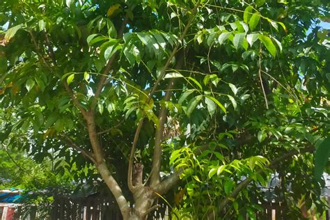 Libas Tree or Spondias pinnata - Philippine Trees