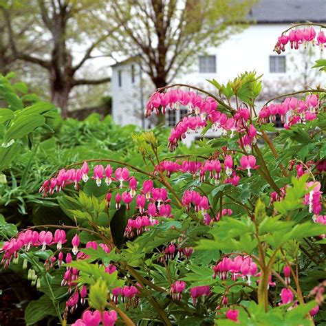 Dicentra Spectabilis C600 - Trinity Greenhouse