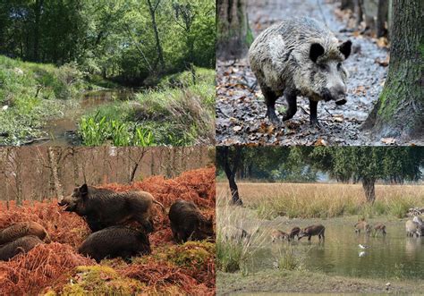 Hunting Tips: Getting The Best Wild Boar Photos on A Trail Camera