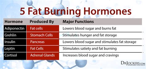 5 Keys to Balance Fat Burning Hormones - DrJockers.com