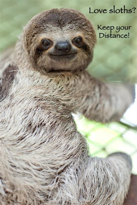 Love Sloths? "Keep Your Distance" - The Sloth Institute