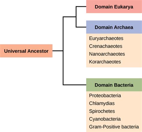 Structure of Prokaryotes | Boundless Biology