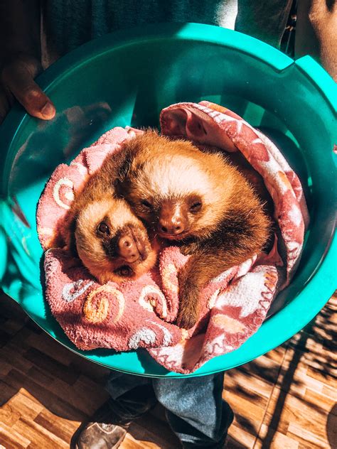 Read this before you meet a Sloth | WELLNESS TRAVELLED