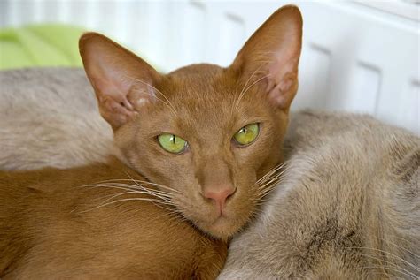 Oriental - Cinnamon and Fawn Cats | Cat Breeds