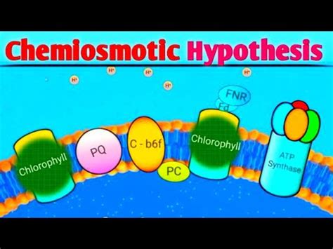 Photosynthesis - Chemiosmotic Hypothesis Animation - YouTube