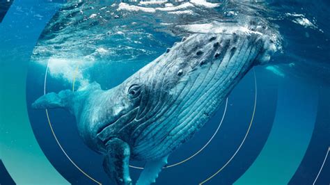 Revealed: First ever global map of whale migration exposes growing ...