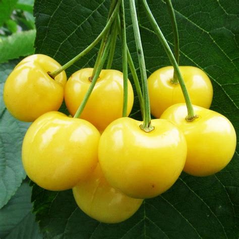 Yellow Sweet cherry Seeds(Prunus avium) Yellow Sweet cherry Seeds ...